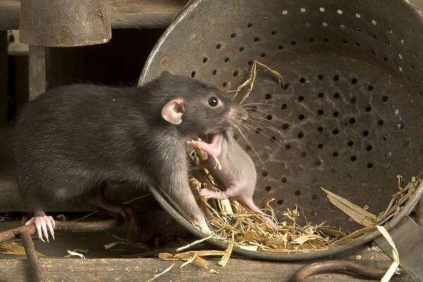 Brown Rat - with young
