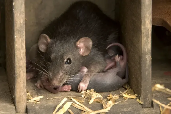 Framed Print : Brown Rat - with young Framed Print : Brown Rat - with young