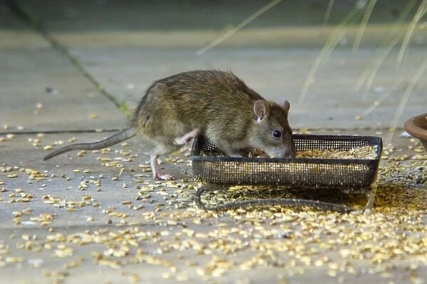 Brown rats - feeding on brid seed. Rats are found wherever there is human habitation and will feed on anything they can find but preffering grain when available, like from bird feeders. Oxfordshire England