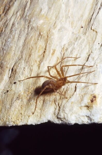 Brown Recluse Spider South & Midwest USA