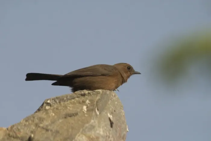 Framed Print : Brown Rock-Chat - Frequents rocky hills, cliffs and old buildings. Photographed on a broken wall in Jaipur, northern India, Asia Framed Print : Brown Rock-Chat - Frequents rocky hills, cliffs and old buildings. Photographed on a broken wall in Jaipur, northern India, Asia