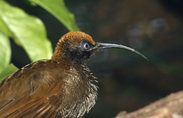 Brown SIckle-billed Bird of Paradise
