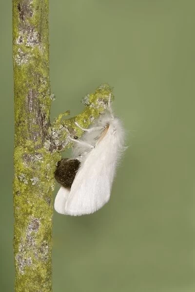 Brown-tail Moth - female Euproctis chrysorrhoea Essex, UK IN000883