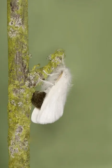 Framed Print : Brown-tail Moth - female Euproctis chrysorrhoea Essex, UK IN000883 Framed Print : Brown-tail Moth - female Euproctis chrysorrhoea Essex, UK IN000883