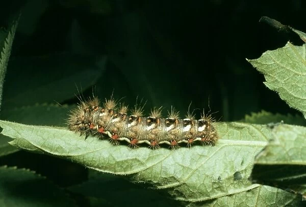 Brown-tail Moth Larva Hairs carry chemicals causing rash, temporary blindness
