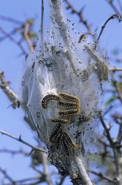 Brown Tail Moth Larvae - Dungeness - Kent IN000260