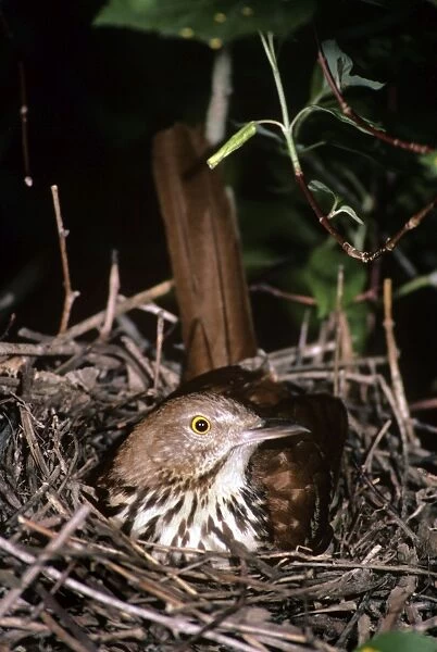 Brown Thrasher - on nest - backus conservation area - Ontario - Canada