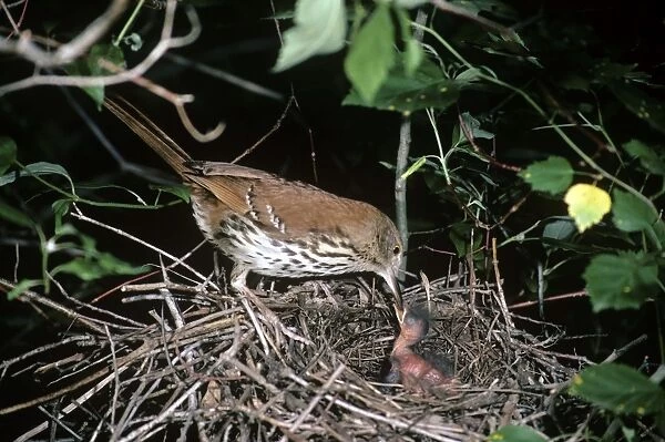 Brown Thrasher - at nest feeding young - backus conservation area - Ontario - Canada
