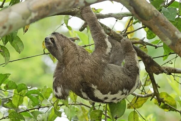 Brown-throated Three-toed Sloth - Amacayacu Nationalpark - Colombia