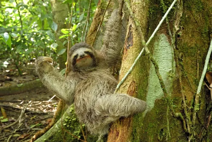 Framed Print : Brown-throated Three-toed Sloth - Hanging from tree. Cahuita National park -Atlantic Ocean - Costa Rica Framed Print : Brown-throated Three-toed Sloth - Hanging from tree. Cahuita National park -Atlantic Ocean - Costa Rica
