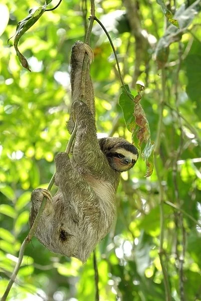 Brown-throated Three-toed Sloth - Hanging from tree. Cahuita National park -Atlantic Ocean - Costa Rica