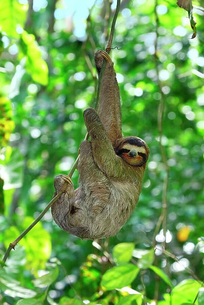Brown-throated Three-toed Sloth - Hanging from tree. Cahuita National park -Atlantic Ocean - Costa Rica