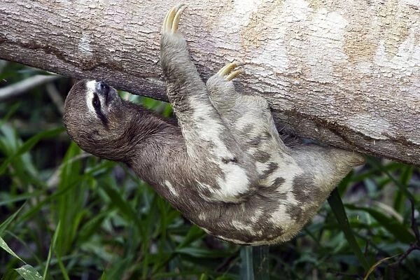 Brown-throated Three-toed Sloth Heath River Centre Amazon Peru