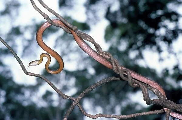Brown Tree Snake - on branch - tropical Australia