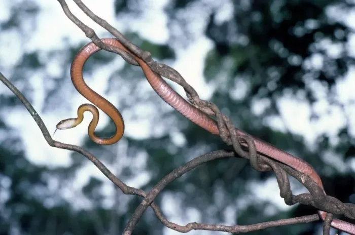 Framed Print : Brown Tree Snake - on branch - tropical Australia Framed Print : Brown Tree Snake - on branch - tropical Australia