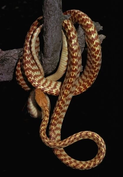 Brown tree snake - northern or Night Tiger form. Can reach 2 metres. Mildly dangerous