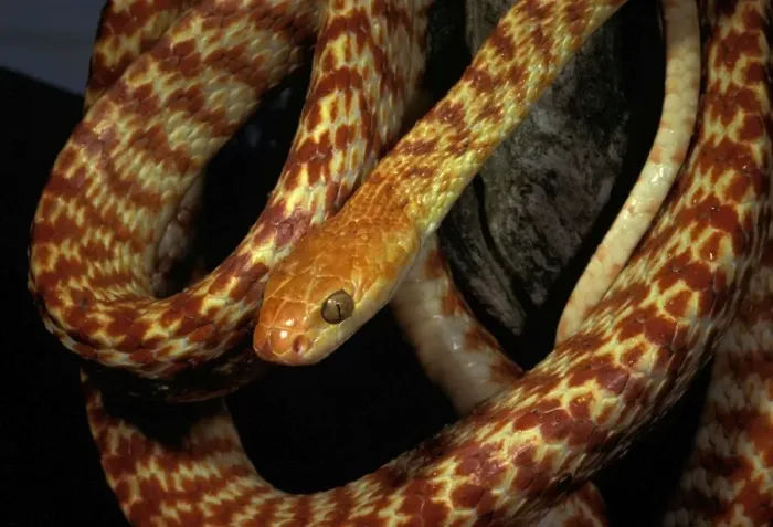 Framed Print : Brown tree snake - northern or Night Tiger form. Can reach 2 metres. Mildly dangerous Framed Print : Brown tree snake - northern or Night Tiger form. Can reach 2 metres. Mildly dangerous