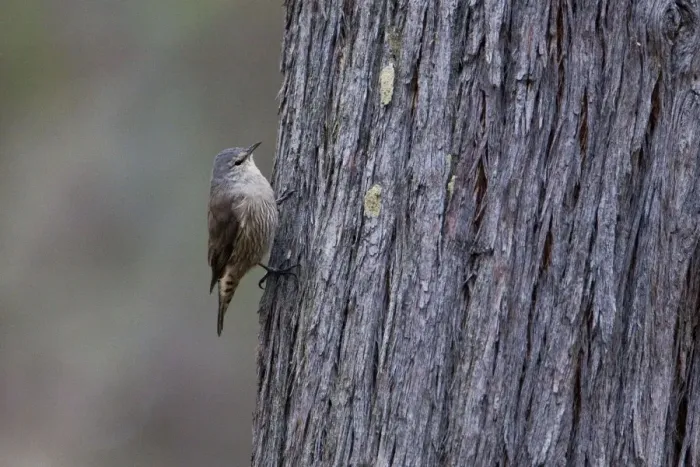 Framed Print : Brown Treecreeper In woodland near Lexton, Victoria, Australia Framed Print : Brown Treecreeper In woodland near Lexton, Victoria, Australia