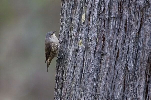 Brown Treecreeper In woodland near Lexton, Victoria, Australia