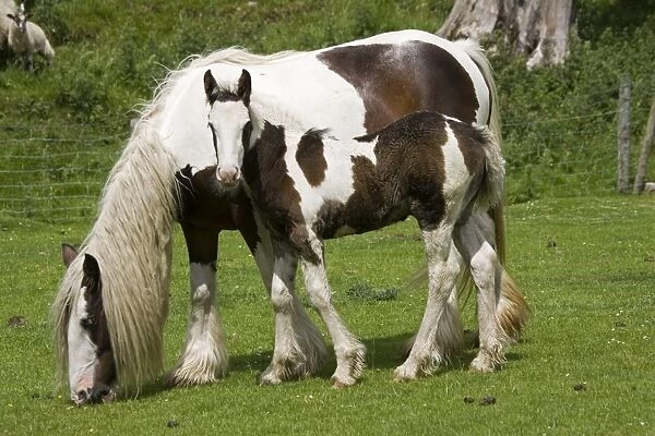 Brown and white piebald horse grazing with young foal North Yorkshire Moors UK