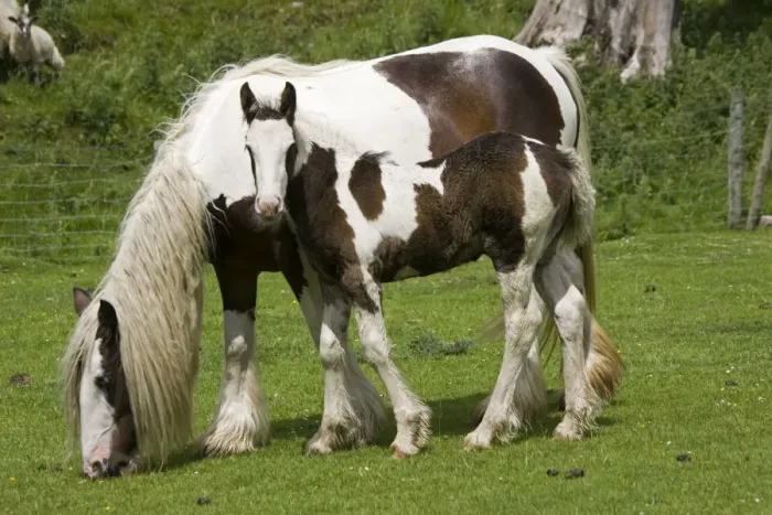 Framed Print : Brown and white piebald horse grazing with young foal North Yorkshire Moors UK Framed Print : Brown and white piebald horse grazing with young foal North Yorkshire Moors UK