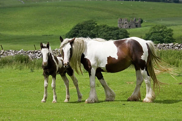Brown and white piebald horse with young foal