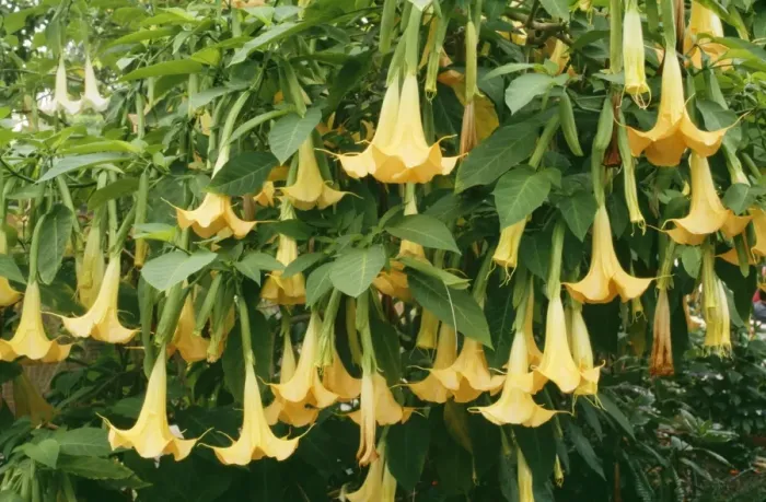 Framed Print : Brugmansia / Angel Trumpet KFO 1450 Flower 10” long, garden plant, small tree, Ecuador Brugmansia Aurea © Kenneth W. Fink / ARDEA LONDON Framed Print : Brugmansia / Angel Trumpet KFO 1450 Flower 10” long, garden plant, small tree, Ecuador Brugmansia Aurea © Kenneth W. Fink / ARDEA LONDON