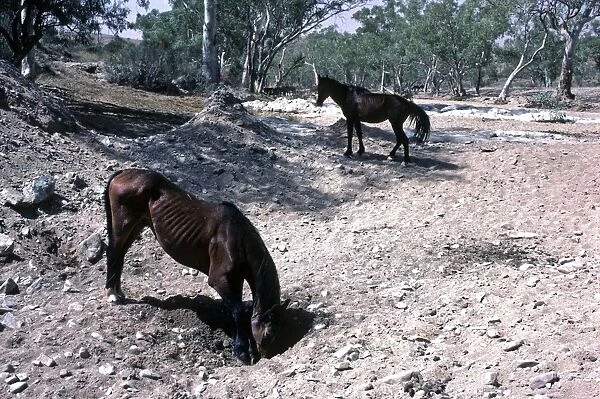 Brumbies - wild horses digging for water in dried river bed - Hugh River, Northern Territory, Australia AU-1496T