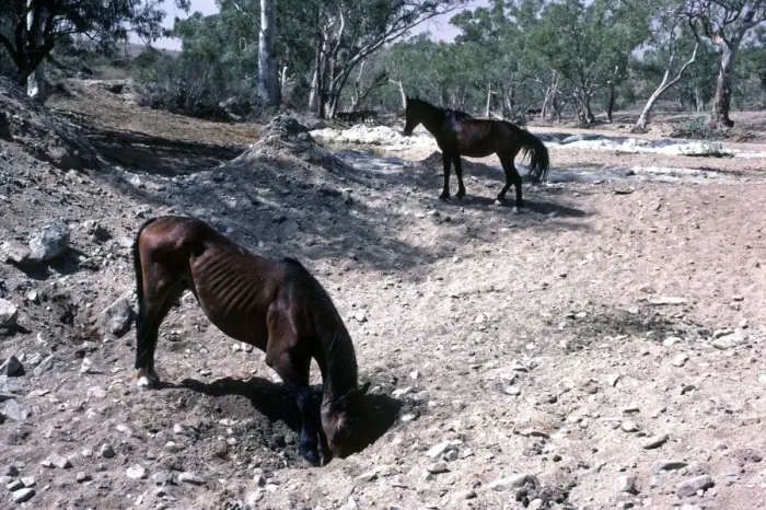 Framed Print : Brumbies - wild horses digging for water in dried river bed - Hugh River, Northern Territory, Australia AU-1496T Framed Print : Brumbies - wild horses digging for water in dried river bed - Hugh River, Northern Territory, Australia AU-1496T