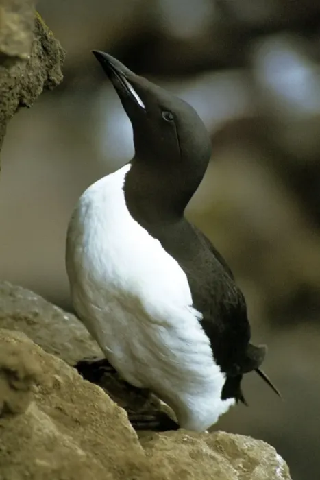 Framed Print : Brunnich's Guillemot Framed Print : Brunnich's Guillemot