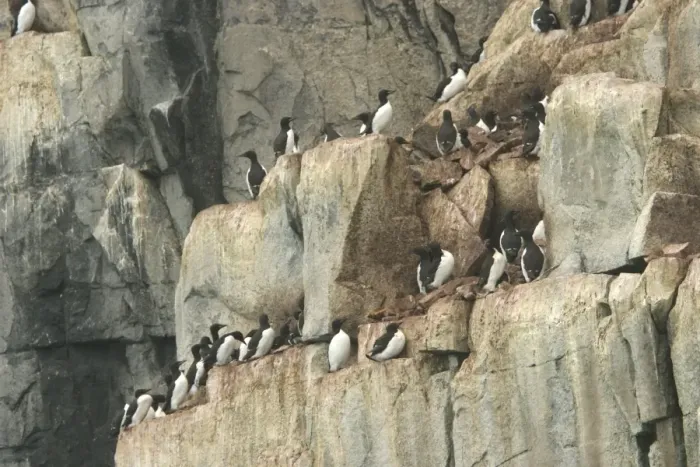 Framed Print : Brunnich's Guillemot - colony nesting on cliffs Nordaustlandet. Svalbard Framed Print : Brunnich's Guillemot - colony nesting on cliffs Nordaustlandet. Svalbard