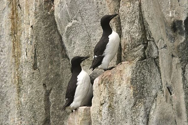 Brunnich's Guillemot  /  Thick-billed Murre - two on cliff edge