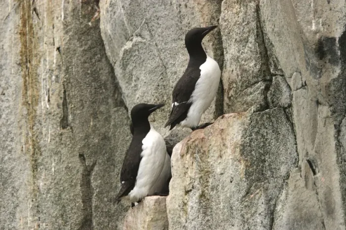 Framed Print : Brunnich's Guillemot / Thick-billed Murre - two on cliff edge Framed Print : Brunnich's Guillemot / Thick-billed Murre - two on cliff edge