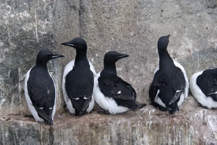 Framed Print : Brunnich's Guillemot / Thick-billed Murre - group on cliff edge Framed Print : Brunnich's Guillemot / Thick-billed Murre - group on cliff edge