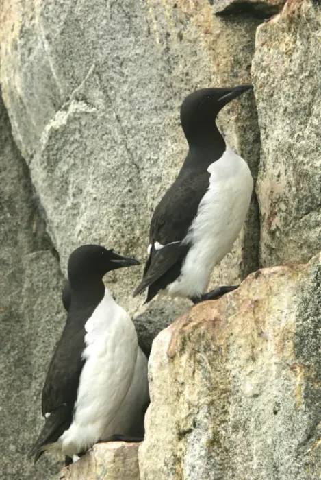 Framed Print : Brunnich's Guillemots - group nesting on cliffs Nordaustlandet. Svalbard Framed Print : Brunnich's Guillemots - group nesting on cliffs Nordaustlandet. Svalbard