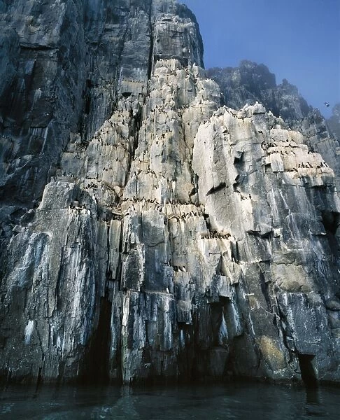 Brunnich's Guillemots  /  Murre Nesting on cliffs, Spitzbergen, Norway