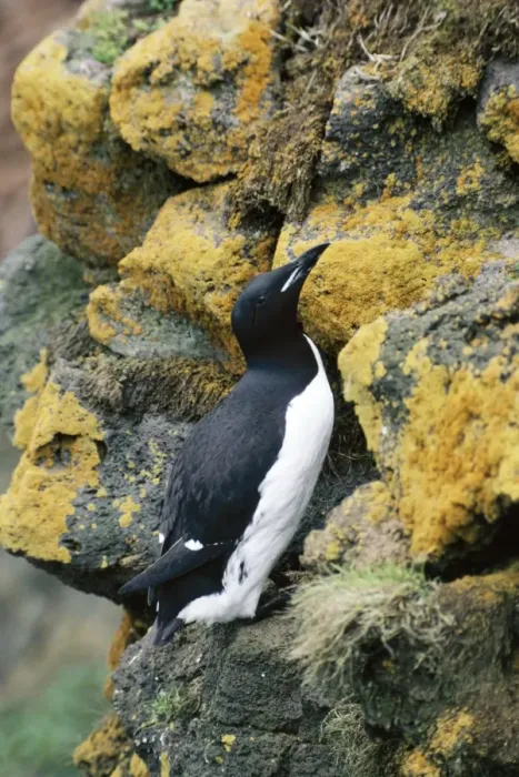 Framed Print : Brunnich's Guillemots  /  Thick-billed Murre