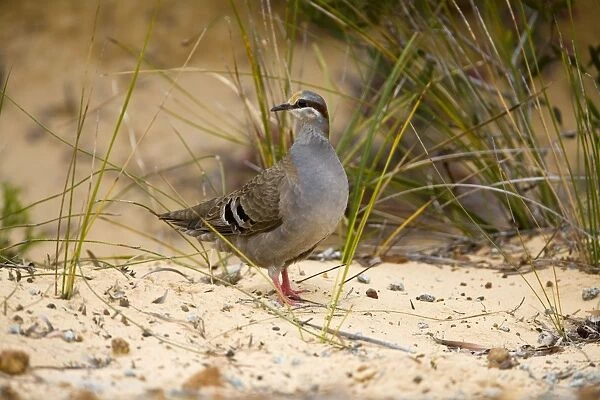 Brush Bronzewing At Little Beach, in the far south of Western Australia. Inhabits woodlands with dense undergrowth and heathlands with scattered trees