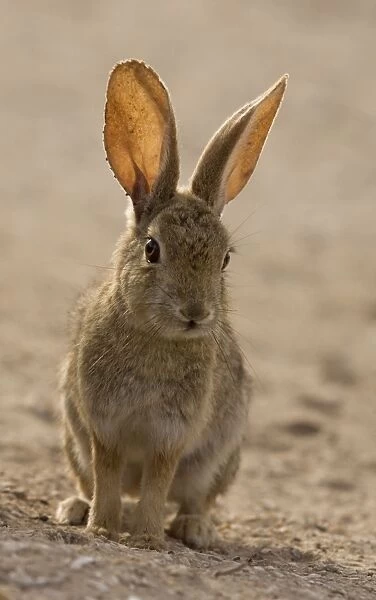 Brush rabbit, in dunes area on West coast of Baja California. Mexico