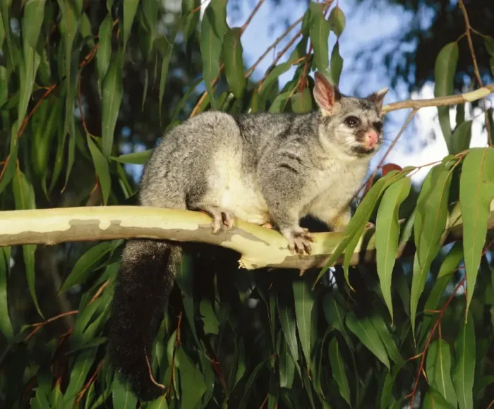 Framed Print : Brush-tail Possum Framed Print : Brush-tail Possum
