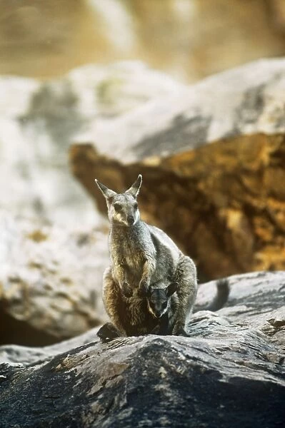 Brush Tail Rock Wallaby Simpson's Gap National Park Macdonnell Ranges Australia