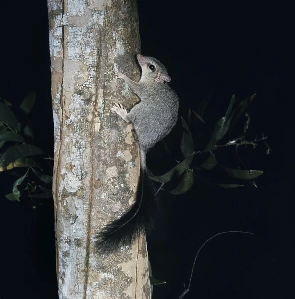 Brush-tailed Phascogale - on tree trunk