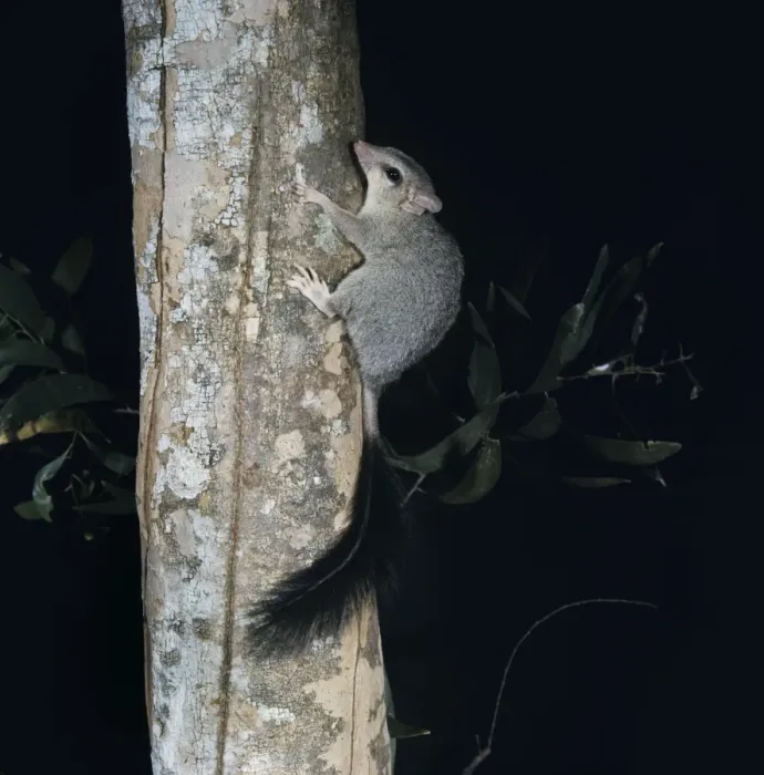 Framed Print : Brush-tailed Phascogale - on tree trunk Framed Print : Brush-tailed Phascogale - on tree trunk