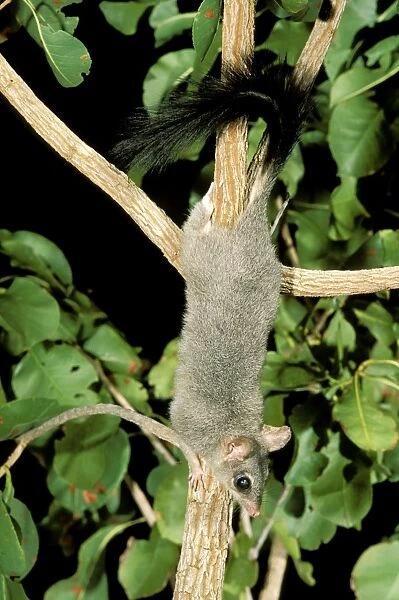 Brush-tailed Phascogale (Tuan) - Female climbing tree, Northern Australia JPF28980