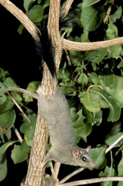 Brush-tailed Phascogale (Tuan) - Female climbing tree