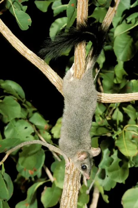 Framed Print : Brush-tailed Phascogale (Tuan) - Female climbing tree, Northern Australia JPF28980 Framed Print : Brush-tailed Phascogale (Tuan) - Female climbing tree, Northern Australia JPF28980
