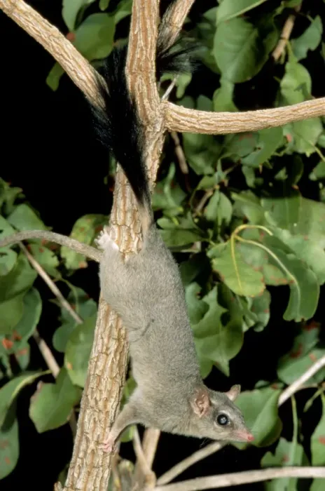 Framed Print : Brush-tailed Phascogale (Tuan) - Female climbing tree, Northern Australia, northern Australia IUCN Red list 2000: LR JPF28979 Framed Print : Brush-tailed Phascogale (Tuan) - Female climbing tree, Northern Australia, northern Australia IUCN Red list 2000: LR JPF28979