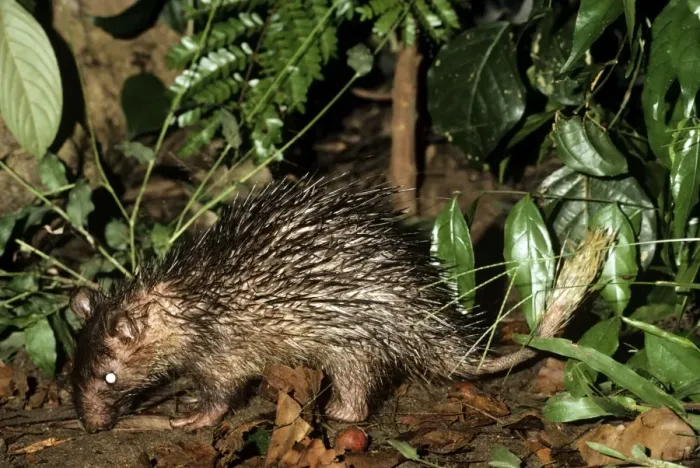 Framed Print : Brush-tailed Porcupine - eating fallen fig fruit in rainforest - Sierra Leone - West Africa Framed Print : Brush-tailed Porcupine - eating fallen fig fruit in rainforest - Sierra Leone - West Africa