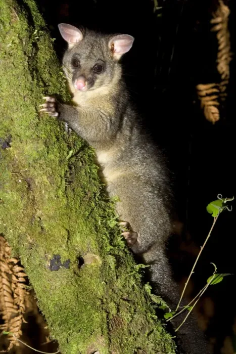 Framed Print : Brushtail Possom clinging to a tree branch Waitomo, North Island, New Zealand Framed Print : Brushtail Possom clinging to a tree branch Waitomo, North Island, New Zealand