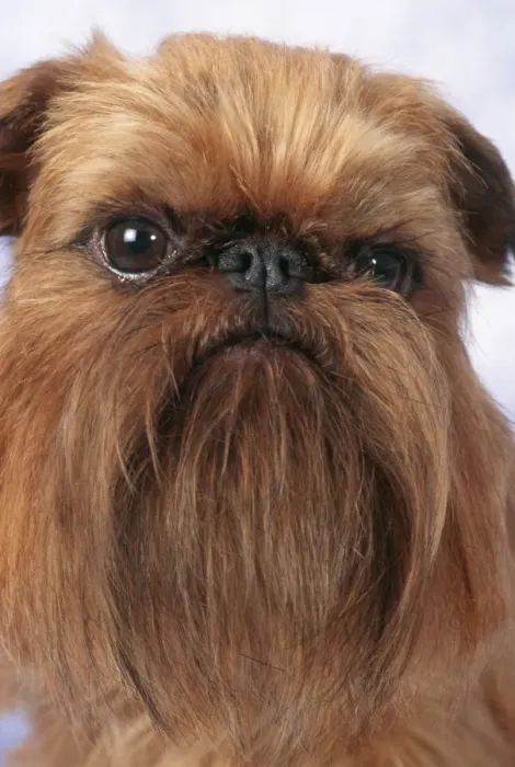 Framed Print : Brussels Griffon Dog JD 10832 © John Daniels / ardea. com Framed Print : Brussels Griffon Dog JD 10832 © John Daniels / ardea. com